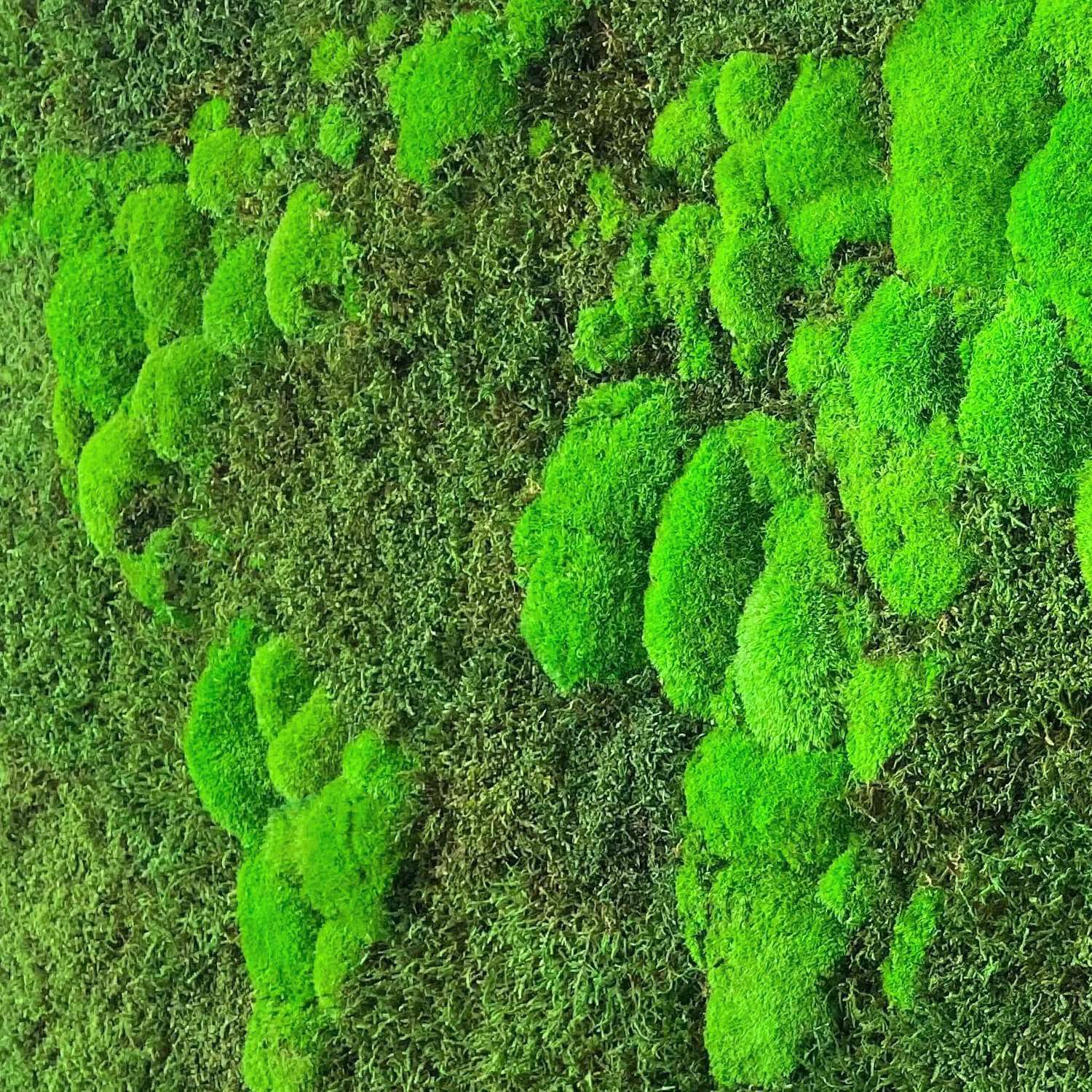 世界の3Dコケ地図