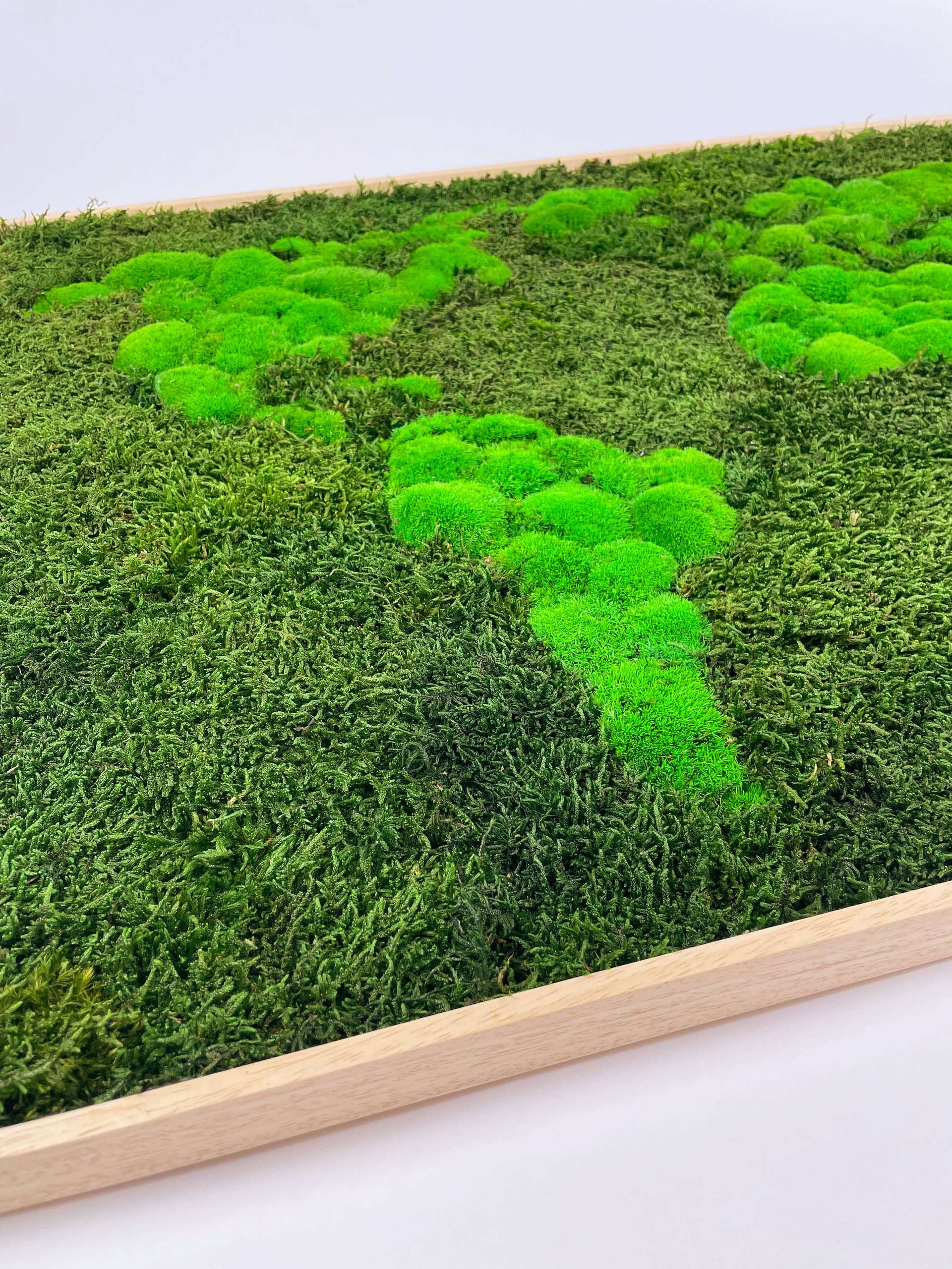 世界の3Dコケ地図