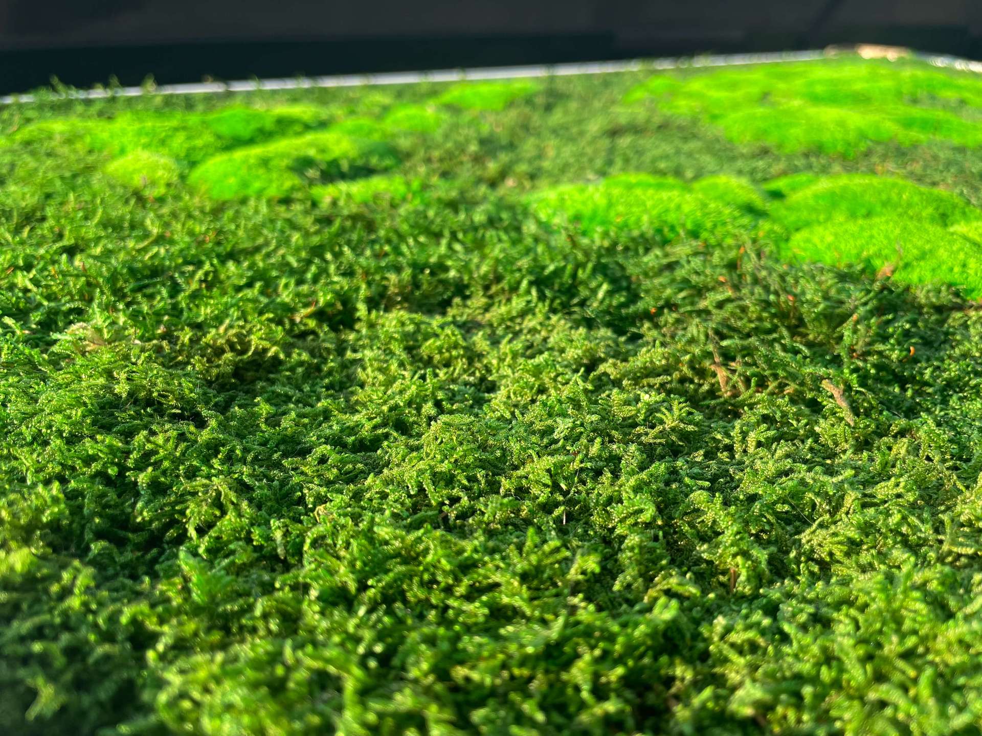 世界の3Dコケ地図