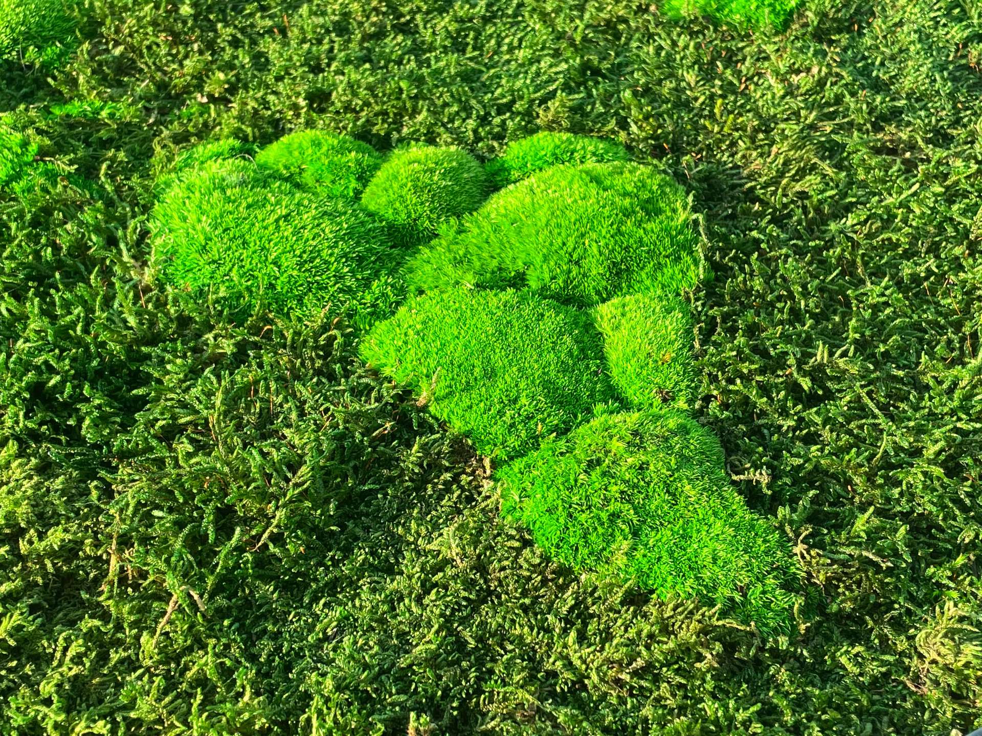世界の3Dコケ地図