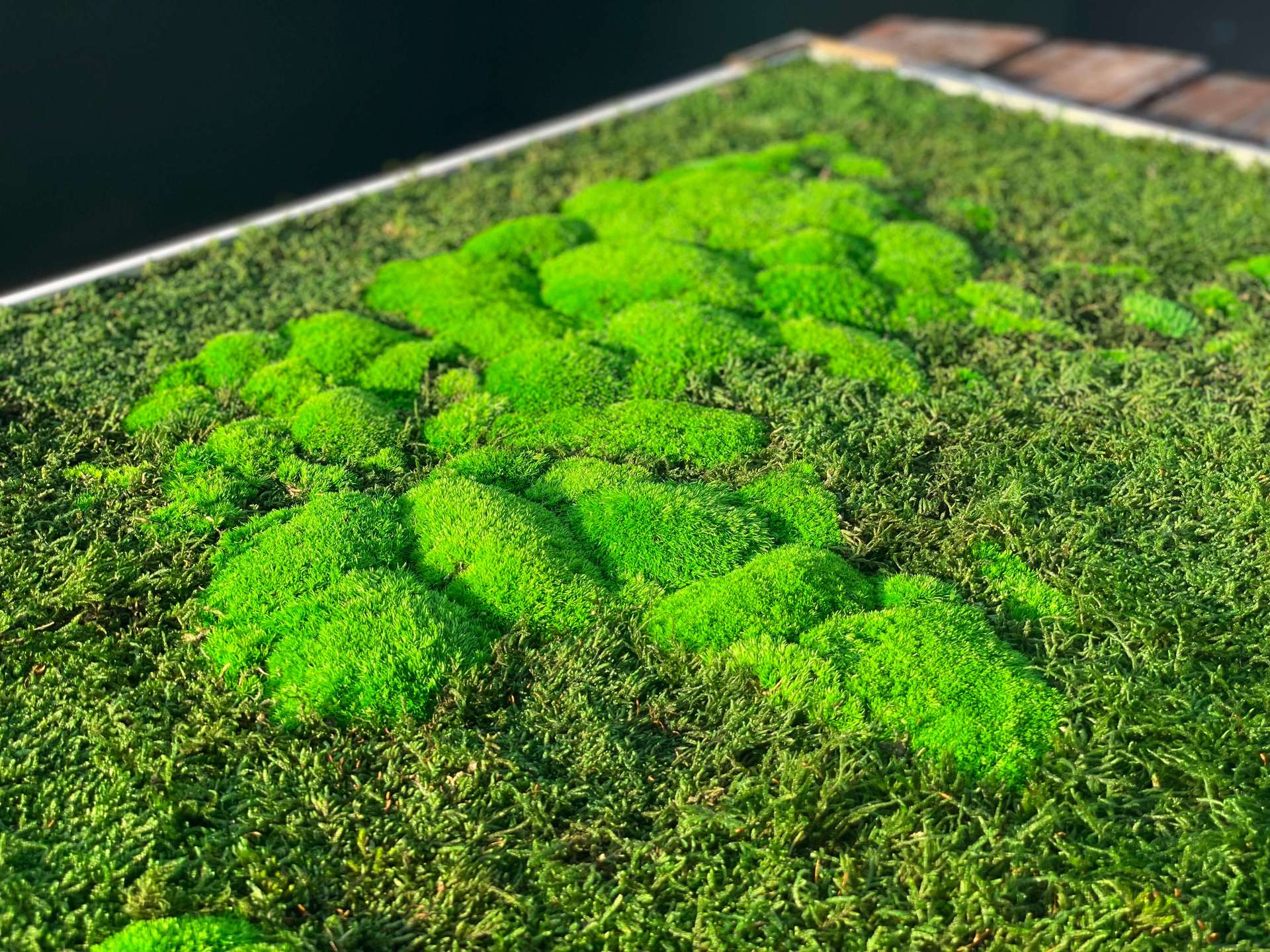 世界の3Dコケ地図