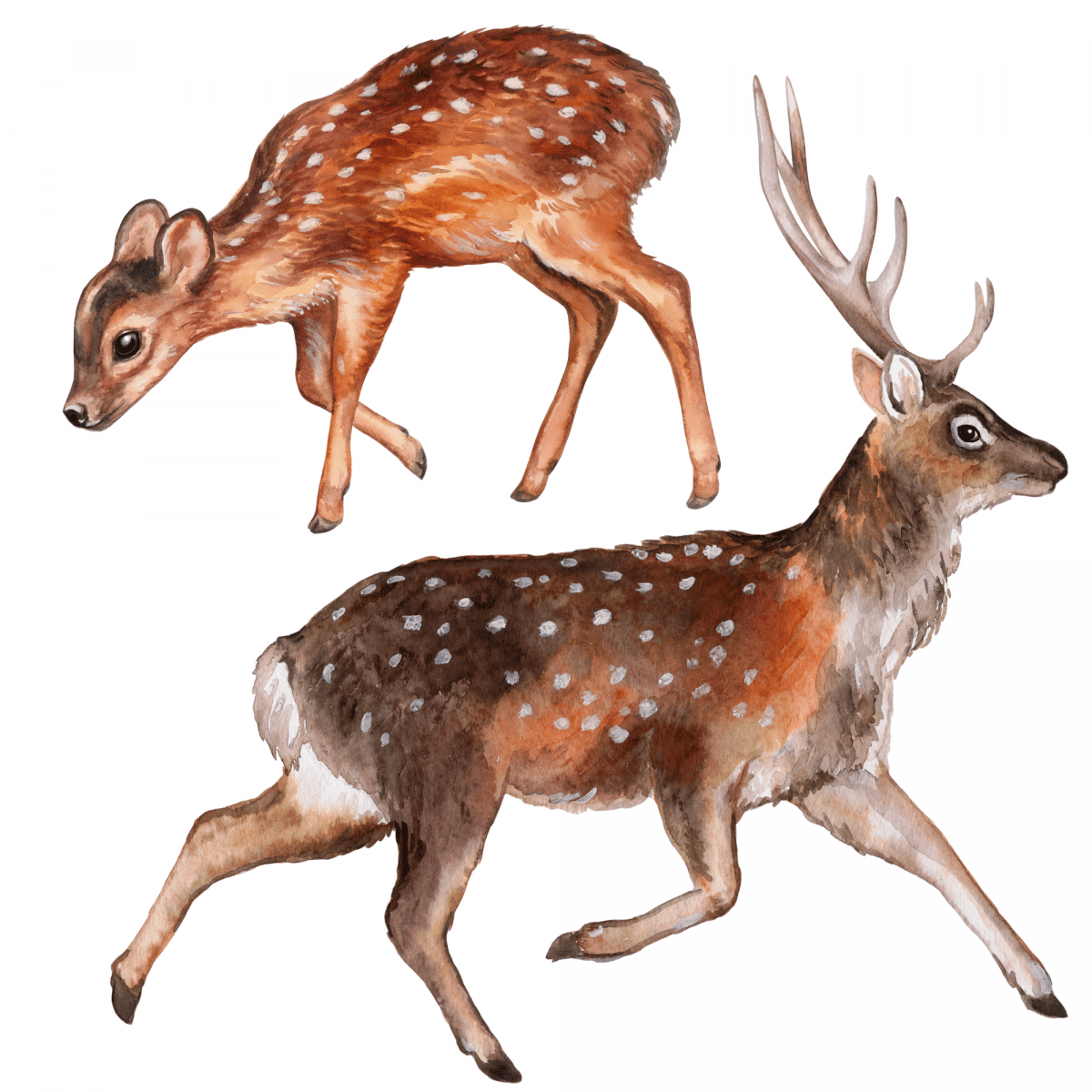 Textile wall sticker "Forest with animals"